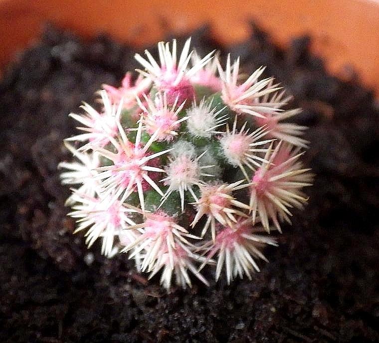 Mammillaria gracilis 01d