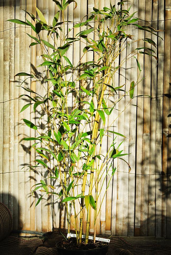 phyllostachys-aurea-koi401929
