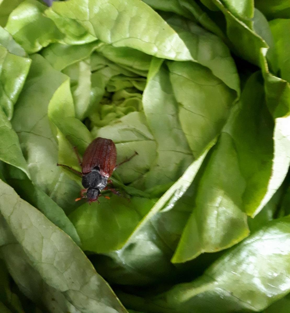 Freiland-Salat - Kopie