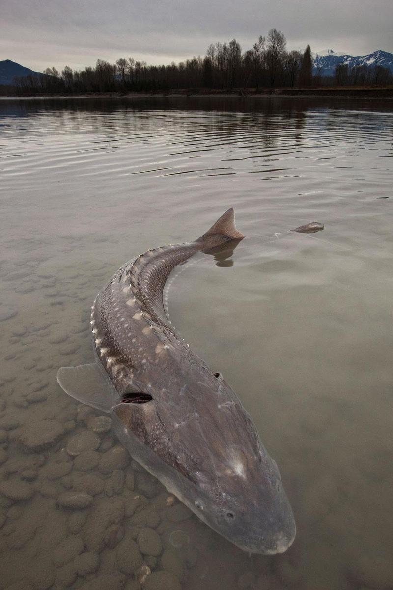 shallow-sturgeon-excerpt