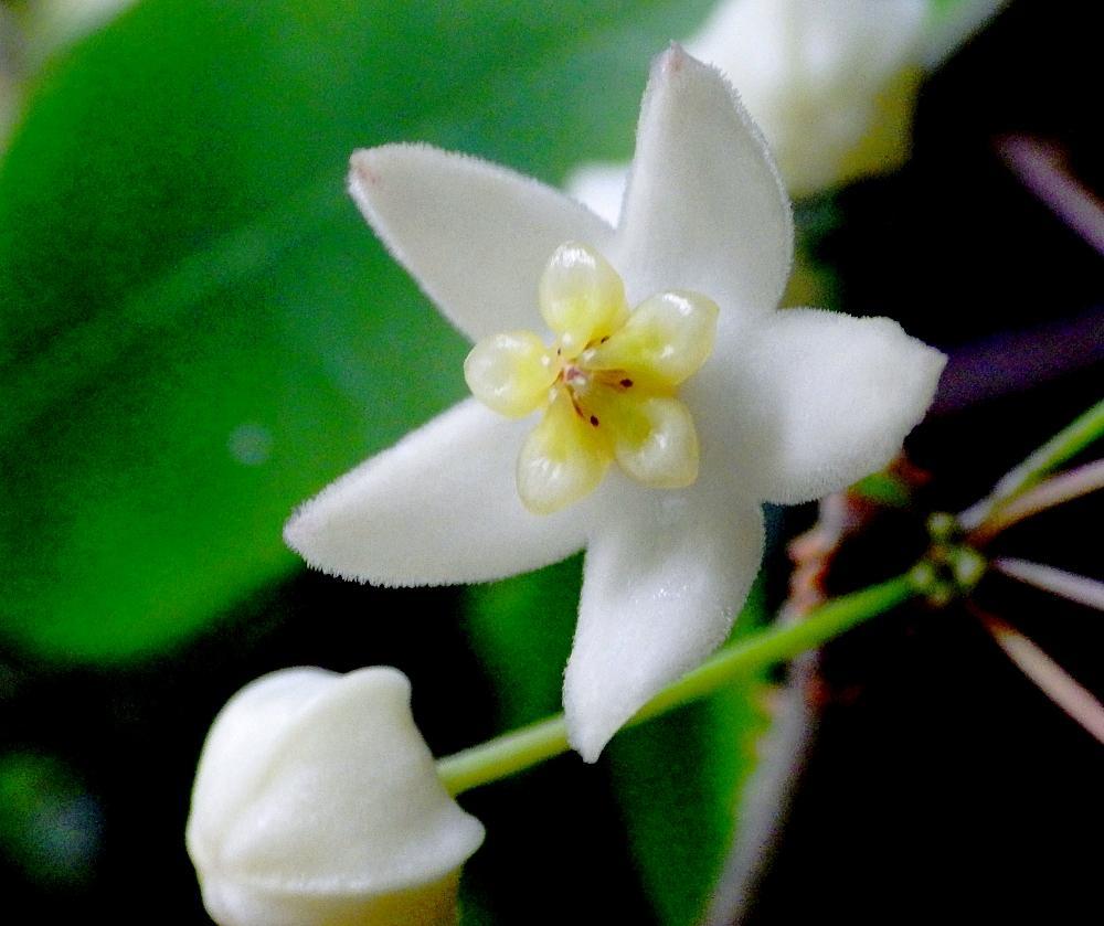 IMGP0560