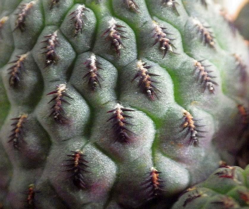 Sulcorebutia rauschii 03