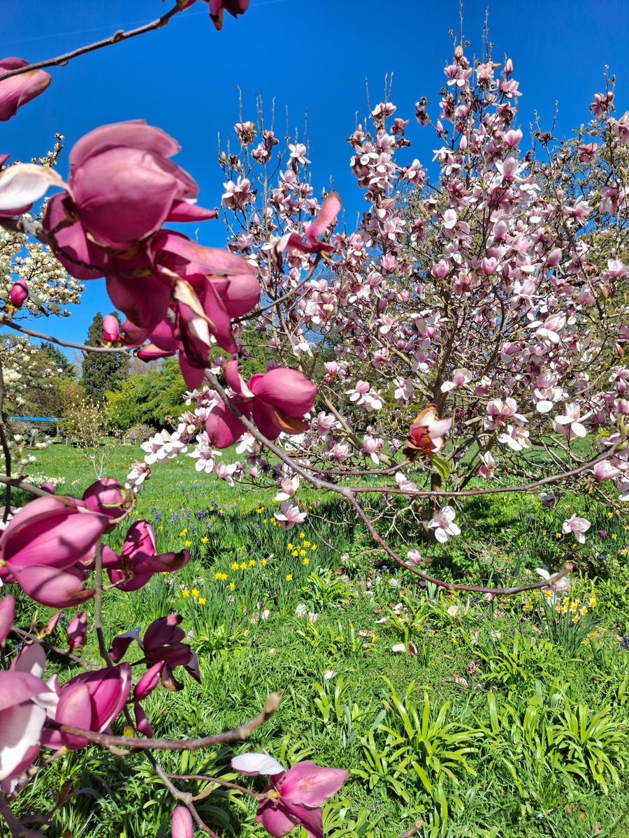 Palmengarten 078