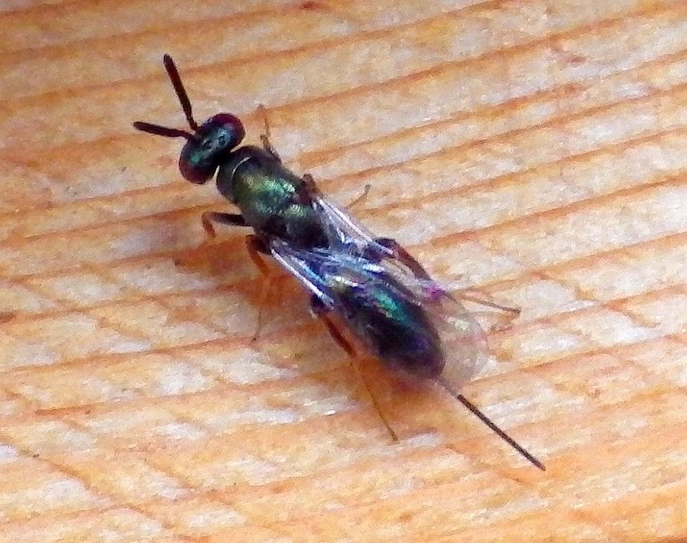 IMGP0973
