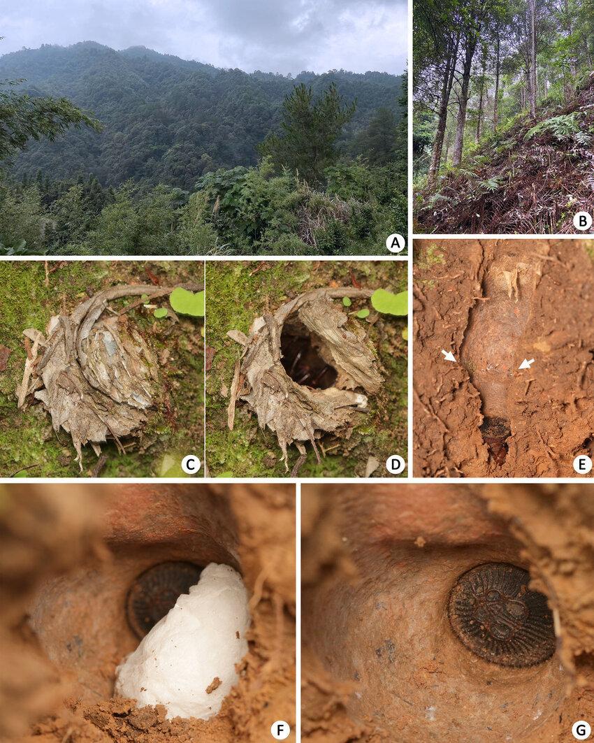 Habitats-A-B-and-burrows-C-E-of-Cyclocos