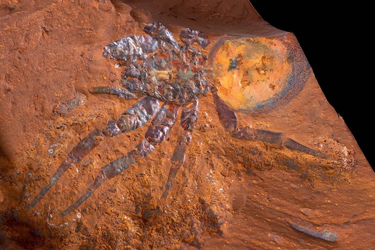 large-fossil-spider-fo