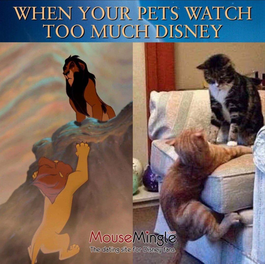 pets tv