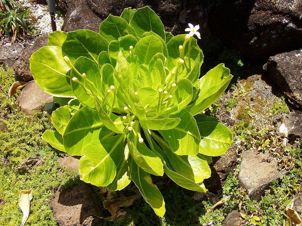 1024px-Brighamia insignis - flowers