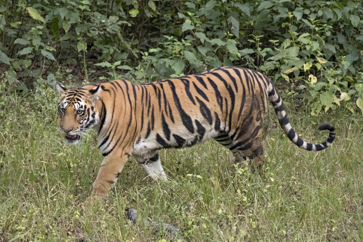Bengal tiger Panthera tigris tigris fema