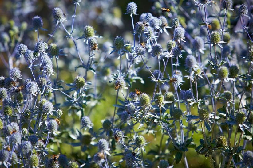 1910 Eryngium 20planum 20Blauer 20Zwerg-
