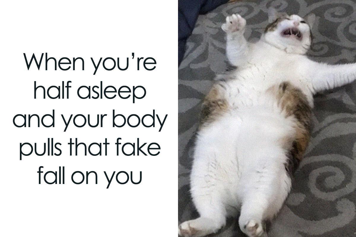 funny-adorable-cat-memes-happycat318-cov