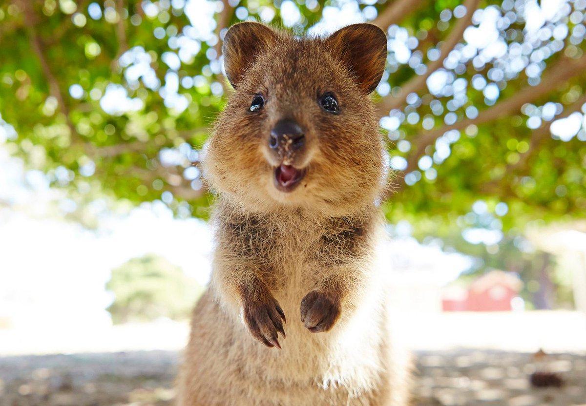 quokka glck - Copy