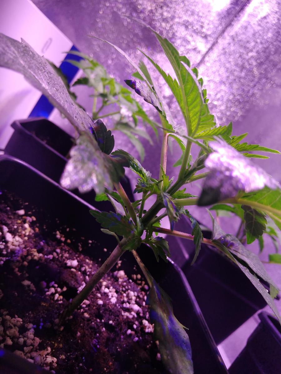 hindu kush myseeds
