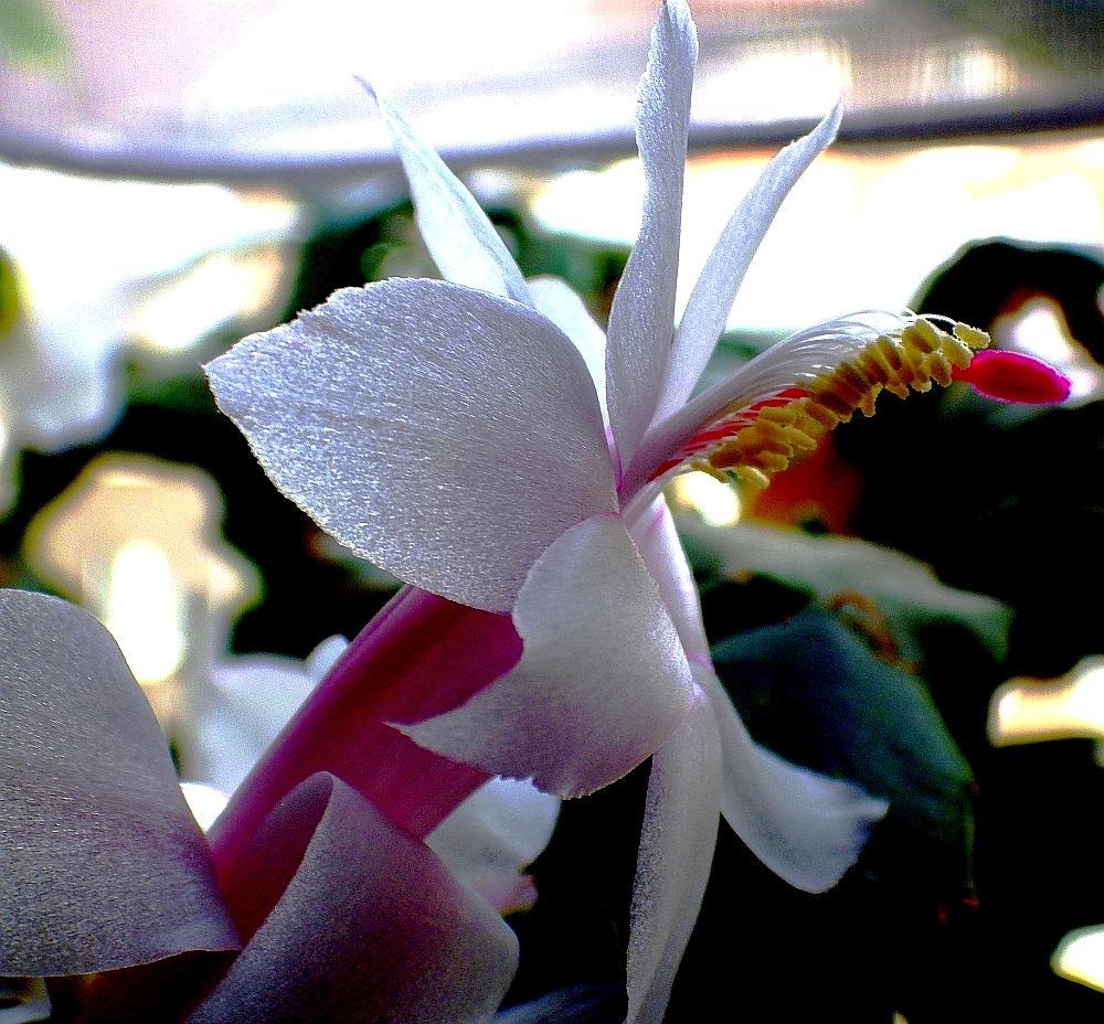  KK Schlumbergera