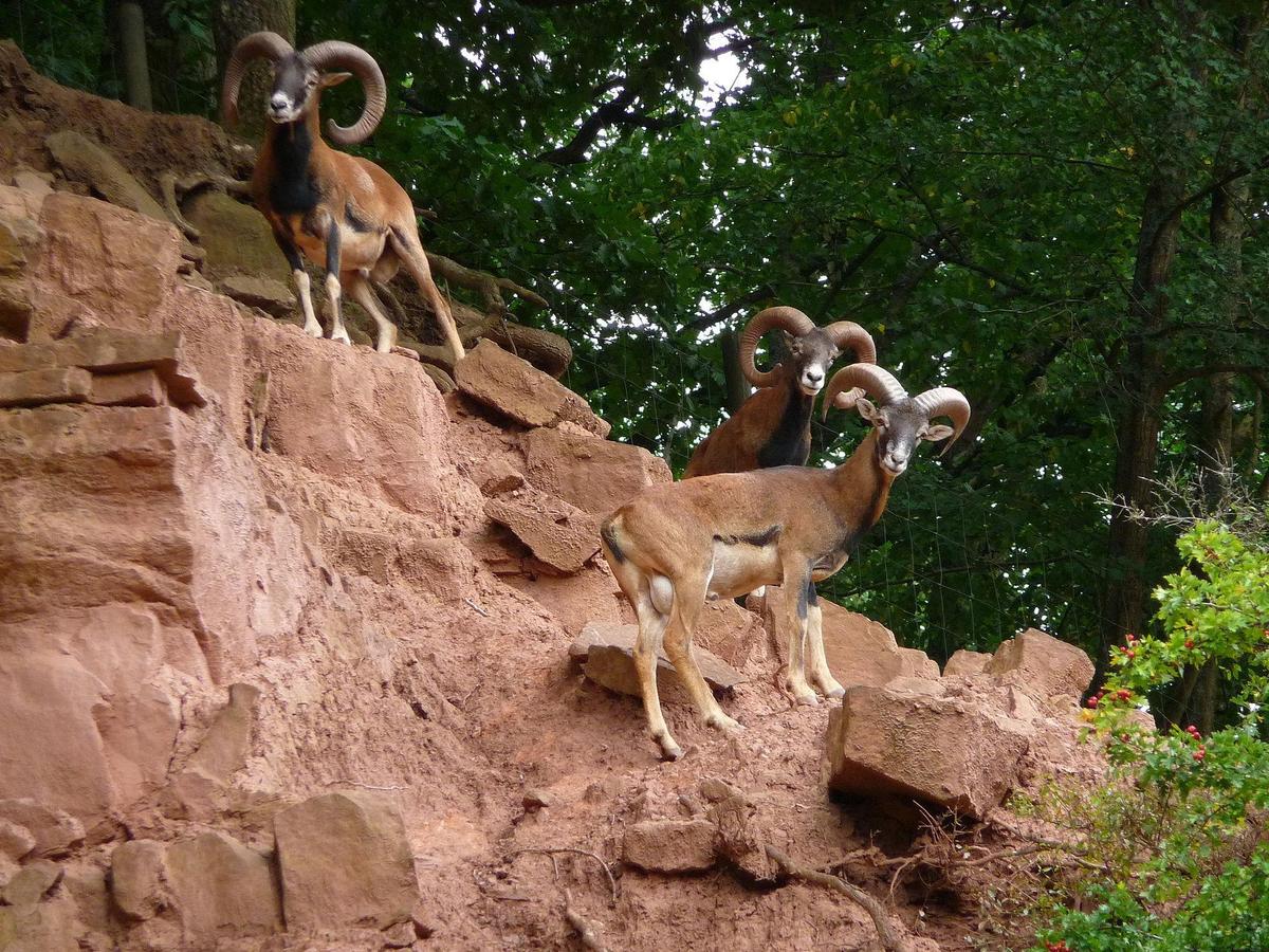 Eifelpark Gondorf Mufflons