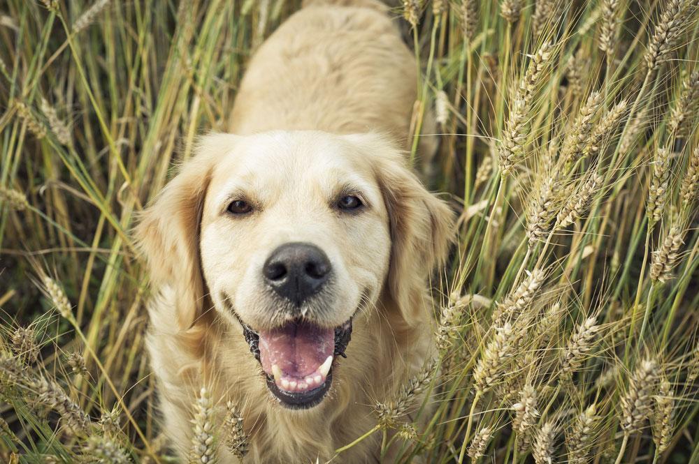 Golden-Retriever