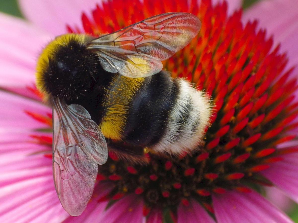 b KK 0584 bumblebee