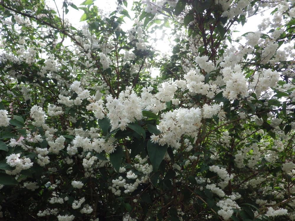 Deutzia scabra 57
