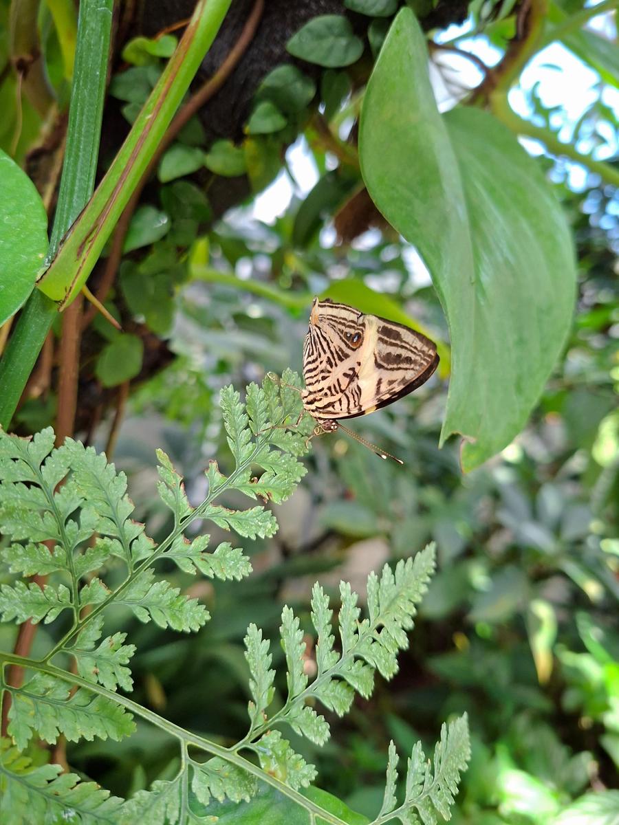 Palmengarten 013