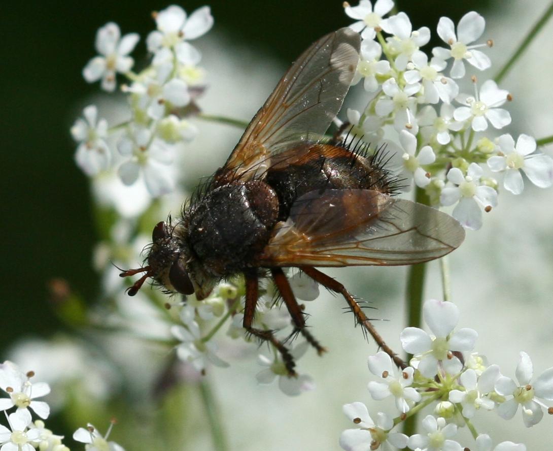 Tachina fera - female - Flickr - S. Rae 