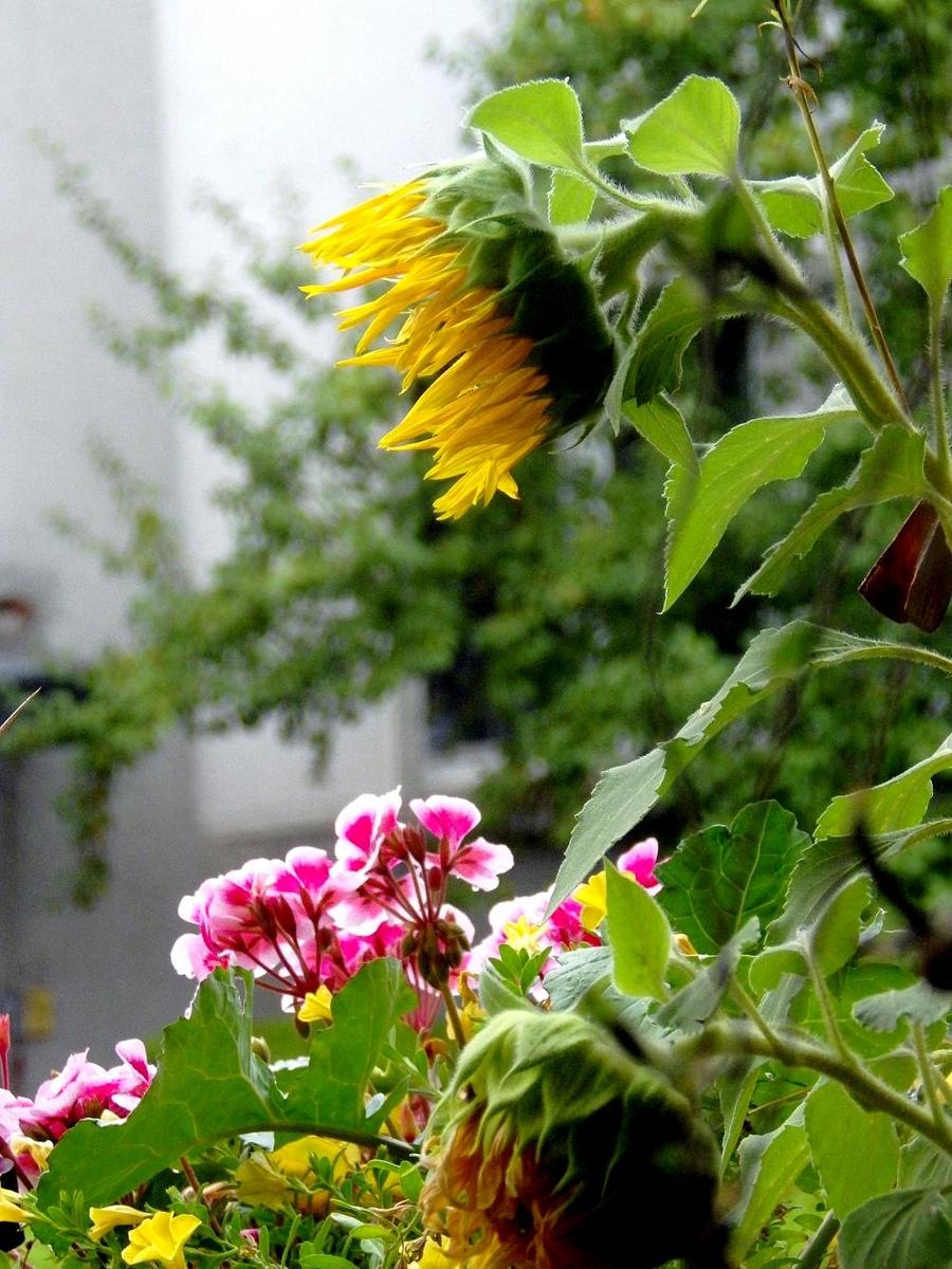 IMGP1188