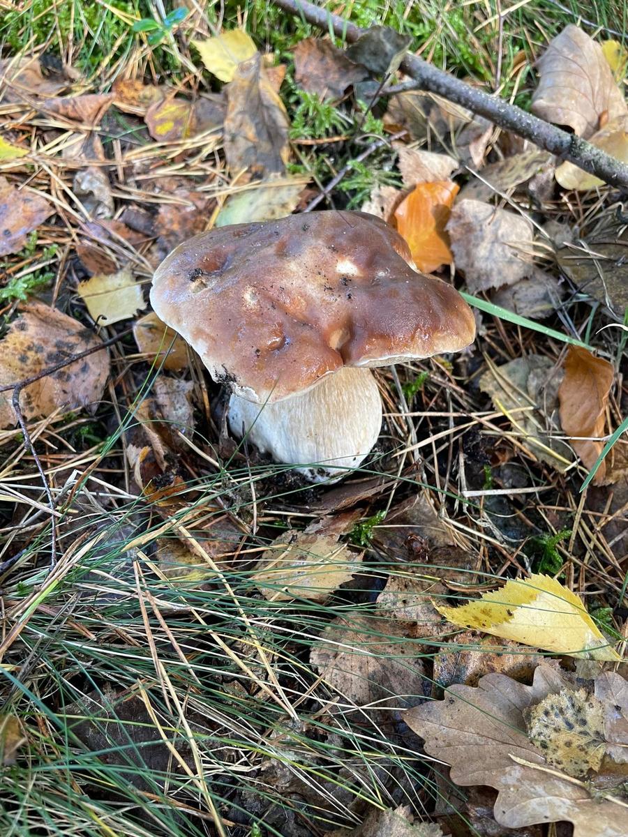 Pilz