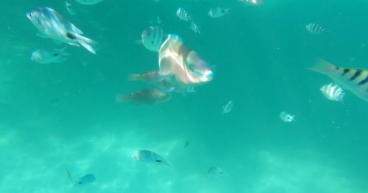 fisch3