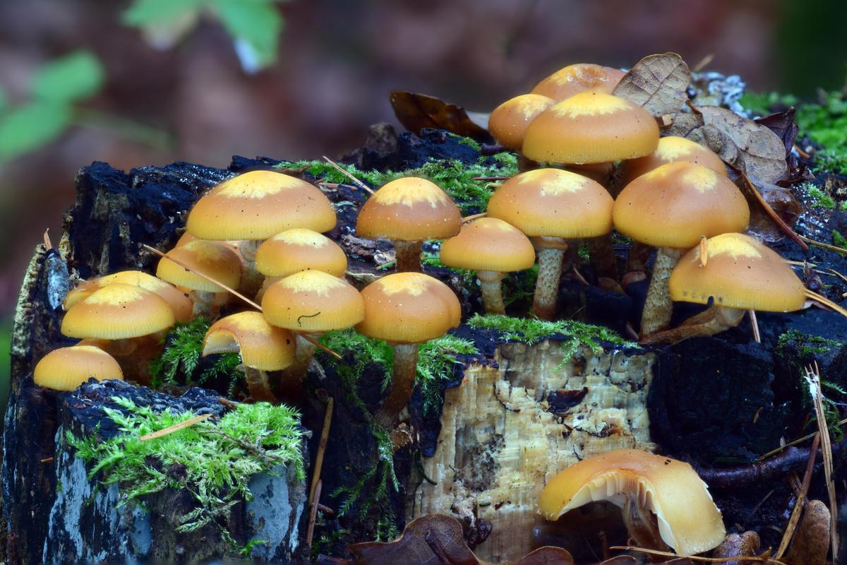 Pholiota mutabilis 02