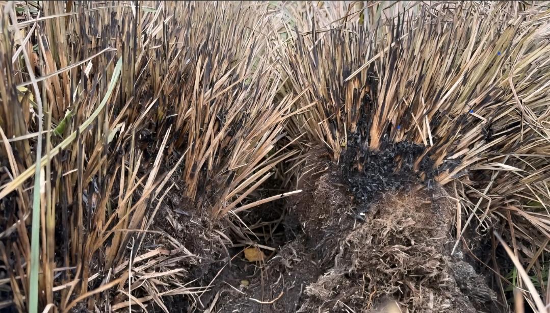 Screenshot 20251105 214756 Allmystery