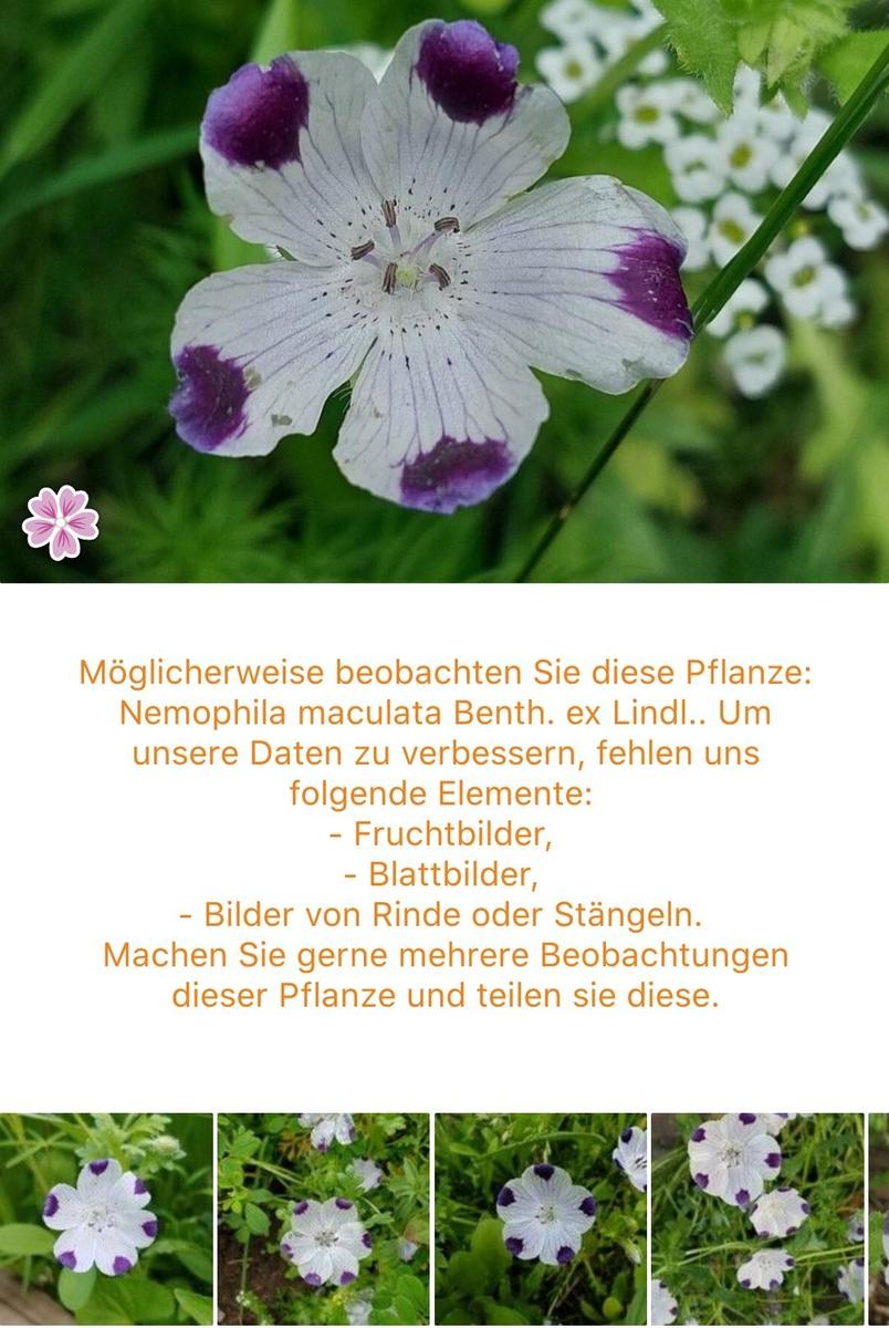 Screenshot 20240623-155110 PlantNet