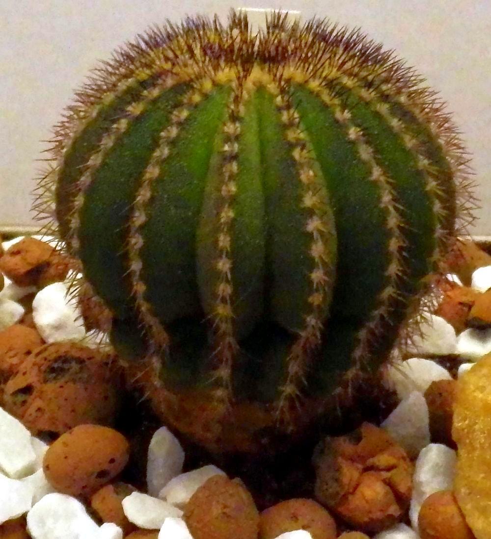 Uebelmannia pectinifera 01