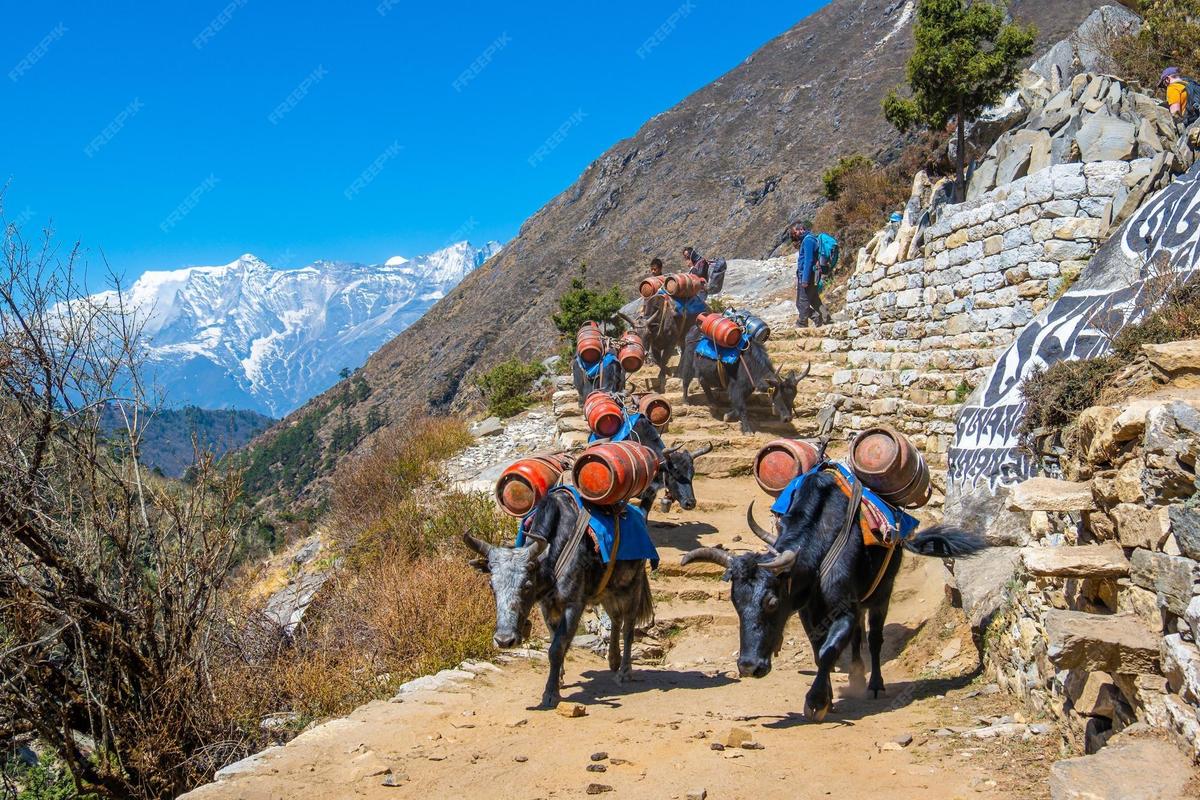 yaks himal - Copy