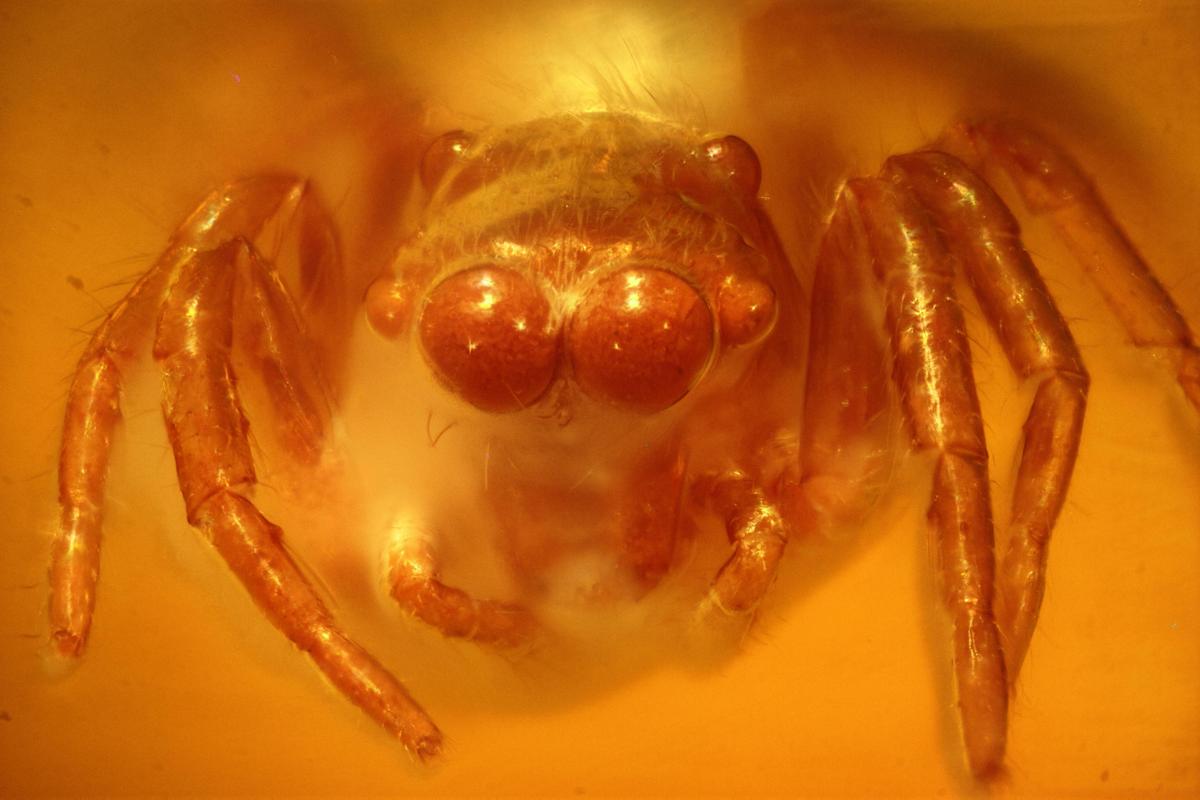 V960 Salticidae frontal 2