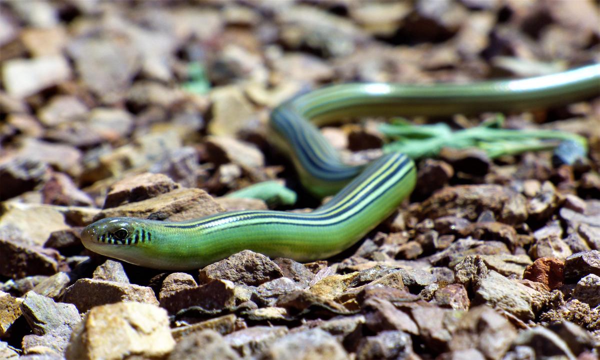 Ejemplar de vibora de cristal verde meji