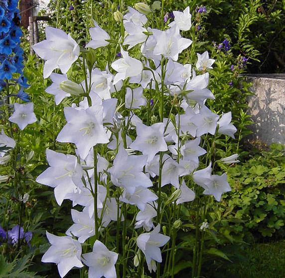 campanula persicifolia alba