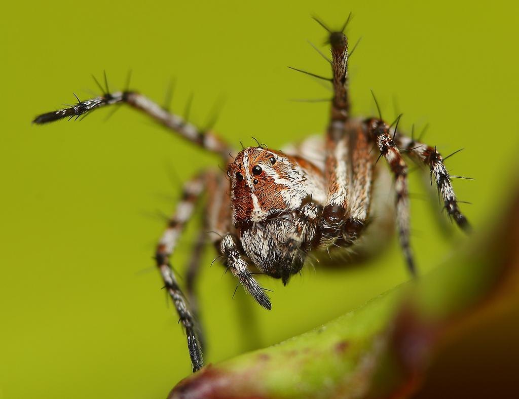 Lynx Spider - Oxyopes ramosus