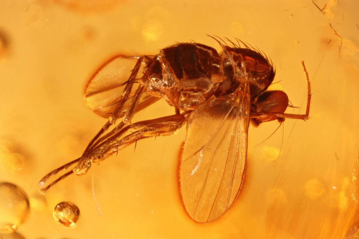 V960 Dolichopodidae e