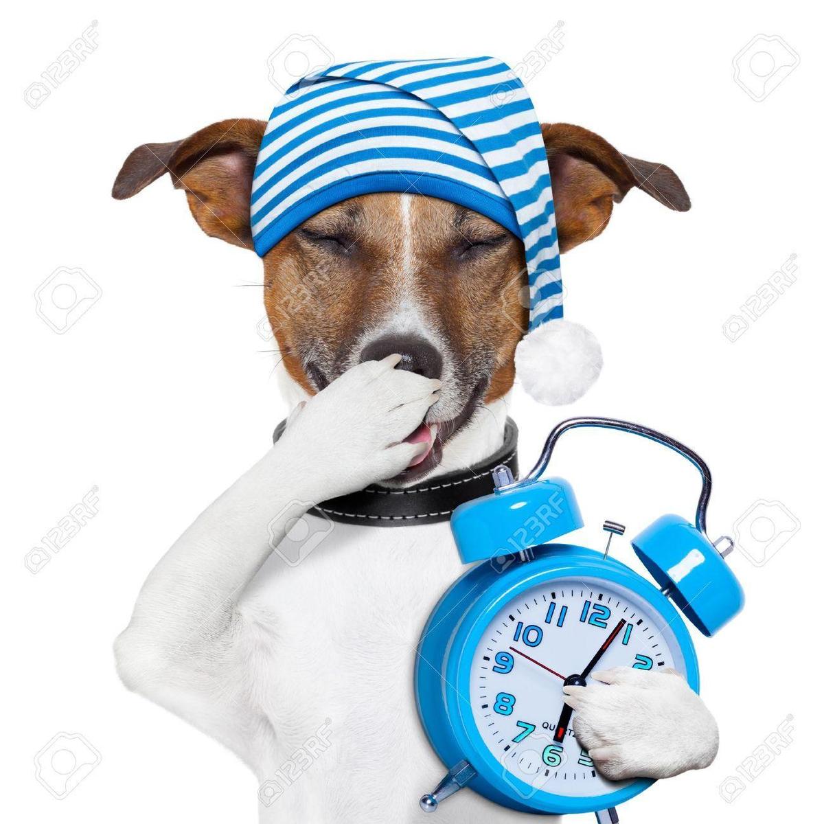 17230962-sleepyhead-hund-mit-uhr-und-lus