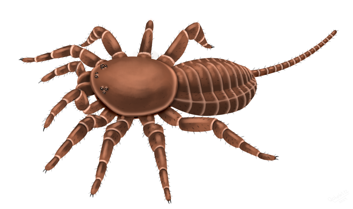 Attercopus