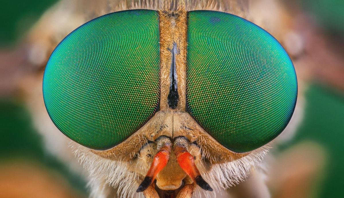 stechende-und-beissende-Insekten 2878258