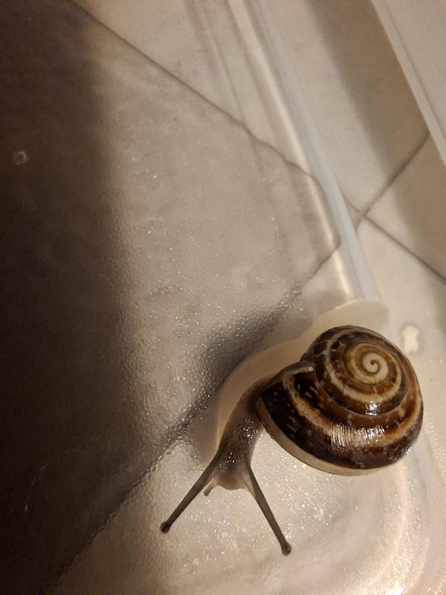 Schnecke6