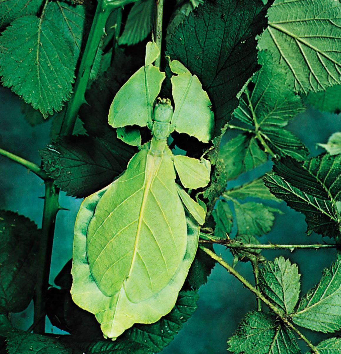 leaf-insect