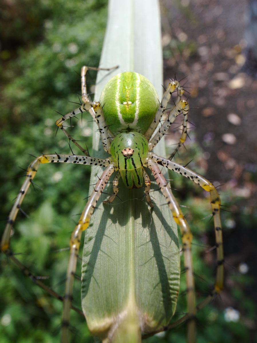 Peucetia-formosensis-female