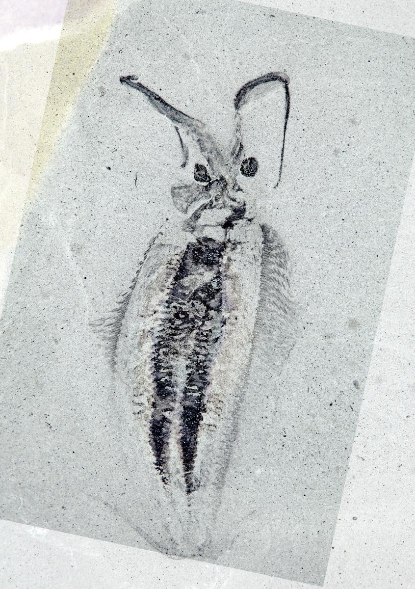 Nectocaris pteryx ROM 60079