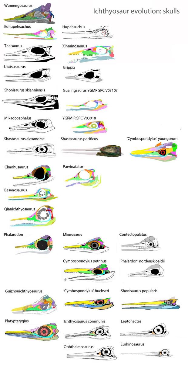ichthyosauria-skulls72-18