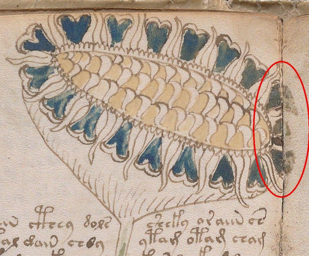 Voynich33v Detail markiert