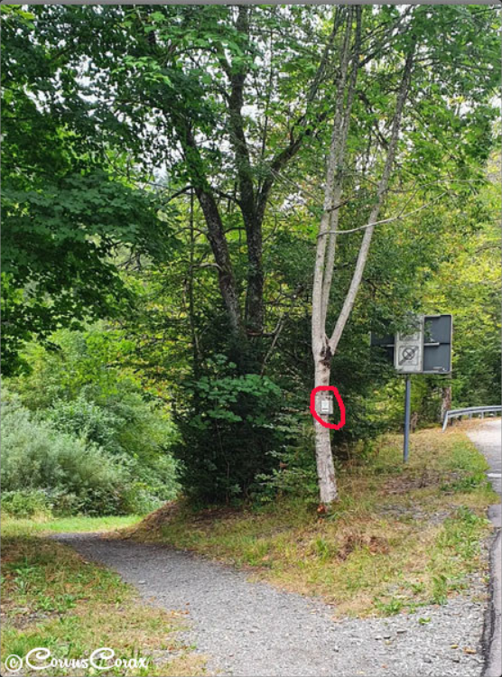 schildschluchti