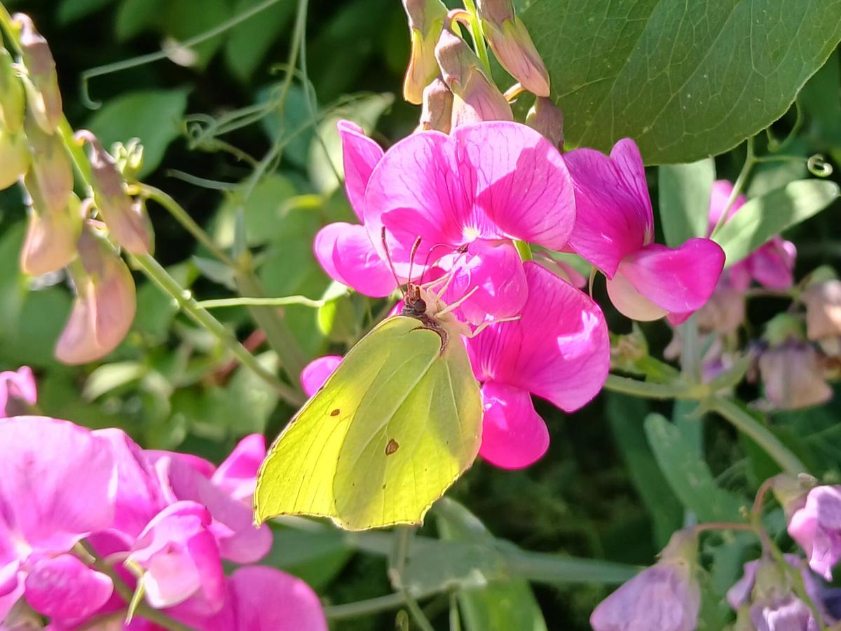 Schmetterling Zitronenfalter