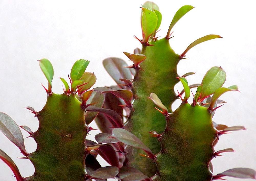 Euphorbia trigona 01b