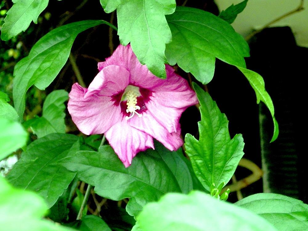 IMGP0438